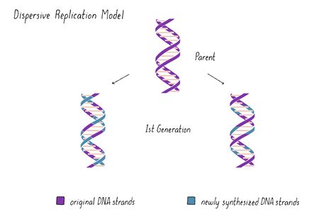 dispersive model of replication.